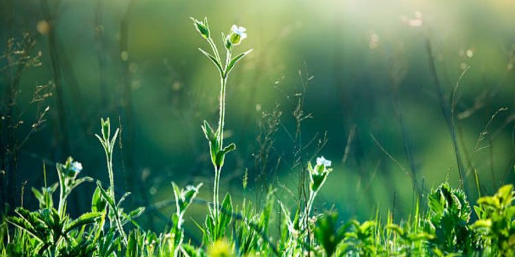 best fence line weed and grass killer