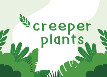 Creeper Plants: The Ultimate Guide to Beautiful and Functional Greenery
