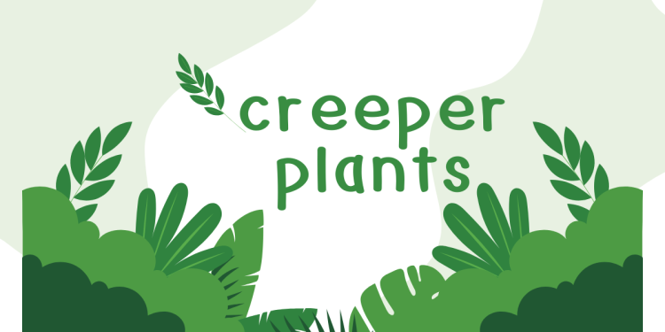 Creeper Plants: The Ultimate Guide to Beautiful and Functional Greenery