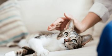 Helping a Grieving Cat: Compassion, Acceptance, and Gentle Energy Healing