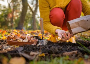 when to plant tulip bulbs