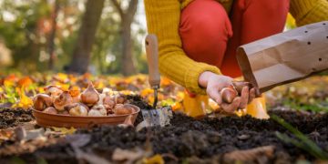 when to plant tulip bulbs