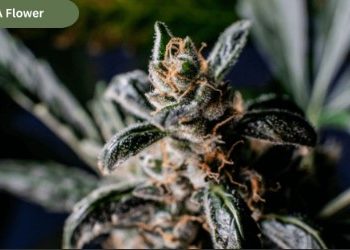 Is THCA Flower the Same as Weed? Full Explained Guide