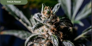 Is THCA Flower the Same as Weed? Full Explained Guide