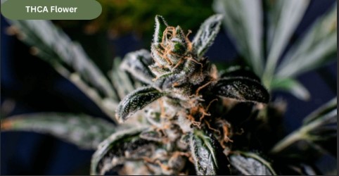 Is THCA Flower the Same as Weed? Full Explained Guide