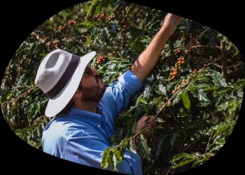 Wholesale Coffee Beans