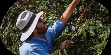 Wholesale Coffee Beans